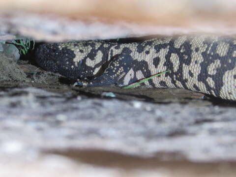 Image of Banded gila monster