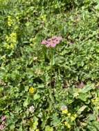 Image of Pimpinella rhodantha Boiss.