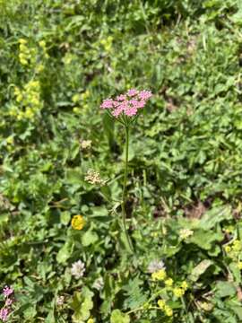 Image de Pimpinella rhodantha Boiss.