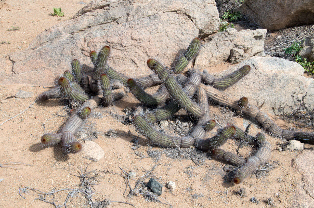 Image of Haageocereus decumbens (Vaupel) Backeb.