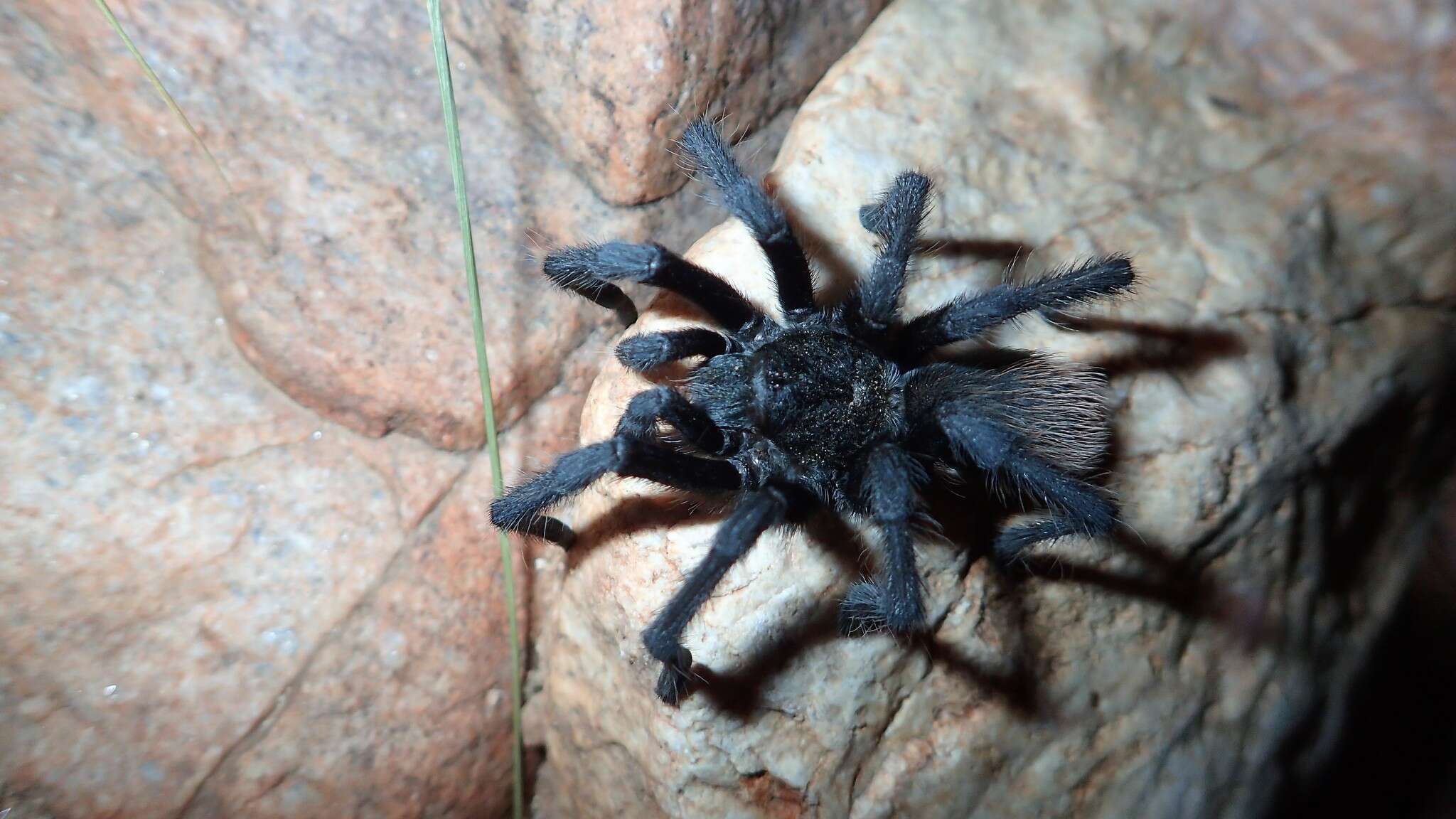 Image of Tuscan Bronze Tarantula