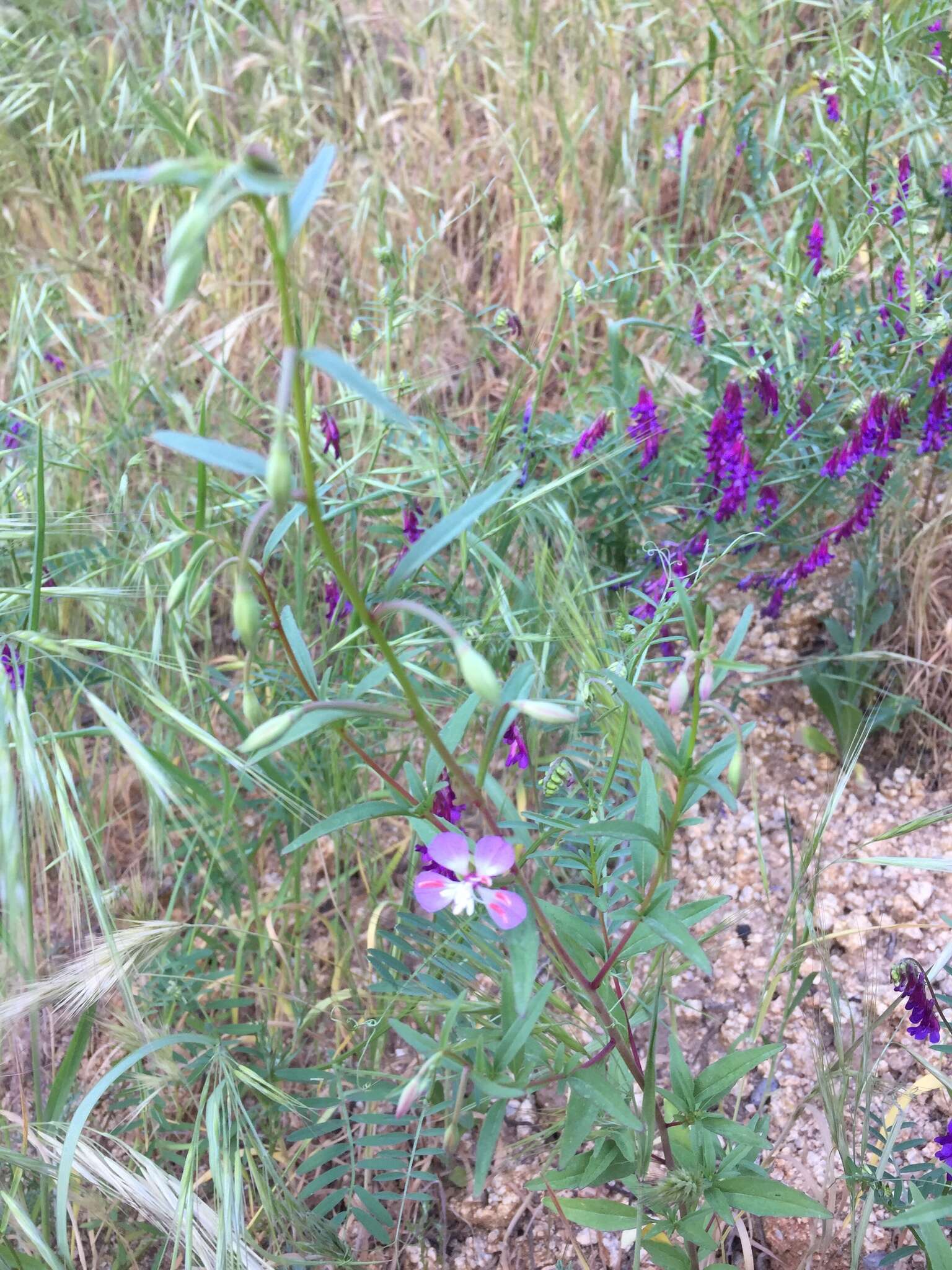 Image of Campo clarkia