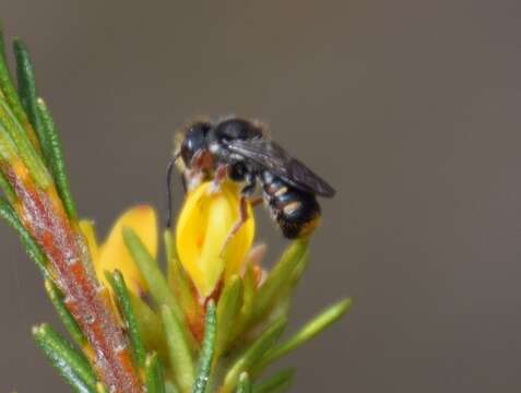 Image of Megachile leucopyga Smith 1853