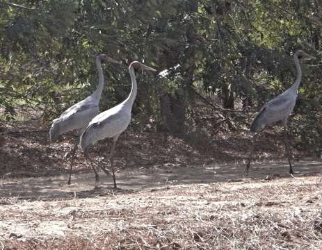 Image of Brolga