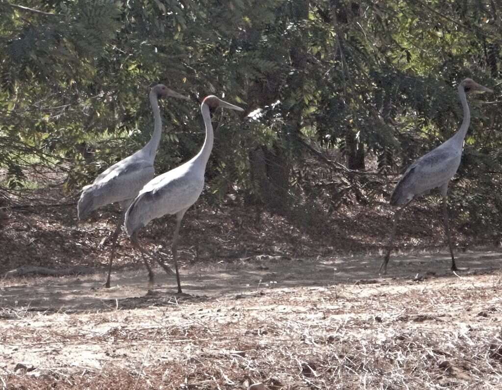 Image of Brolga