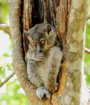 Image of white-footed sportive lemur