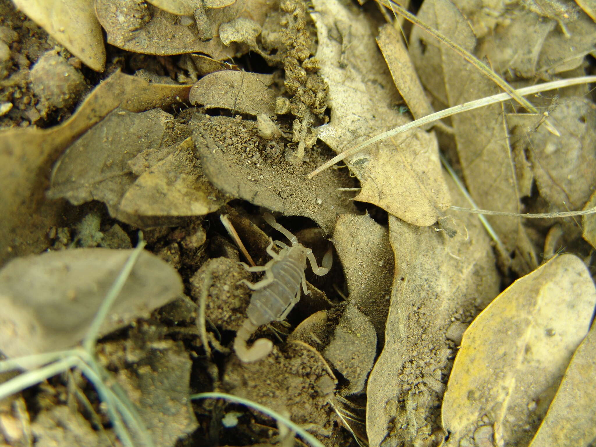 Image of Pseudouroctonus apacheanus (Gertsch & Soleglad 1972)