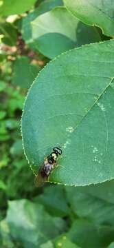 Plancia ëd Cephalochrysa nigricornis (Loew 1866)