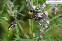 Image of Anthidium septemspinosum Lepeletier 1841