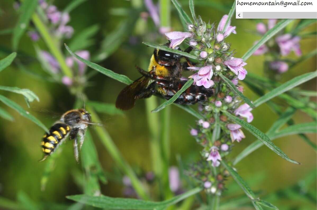 Imagem de Anthidium septemspinosum Lepeletier 1841