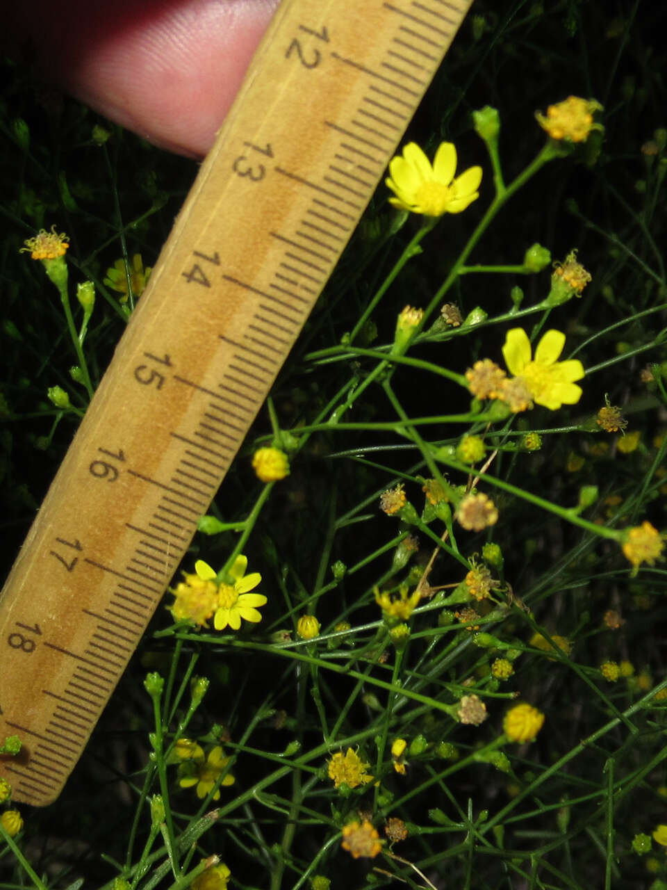 Image of broomweed