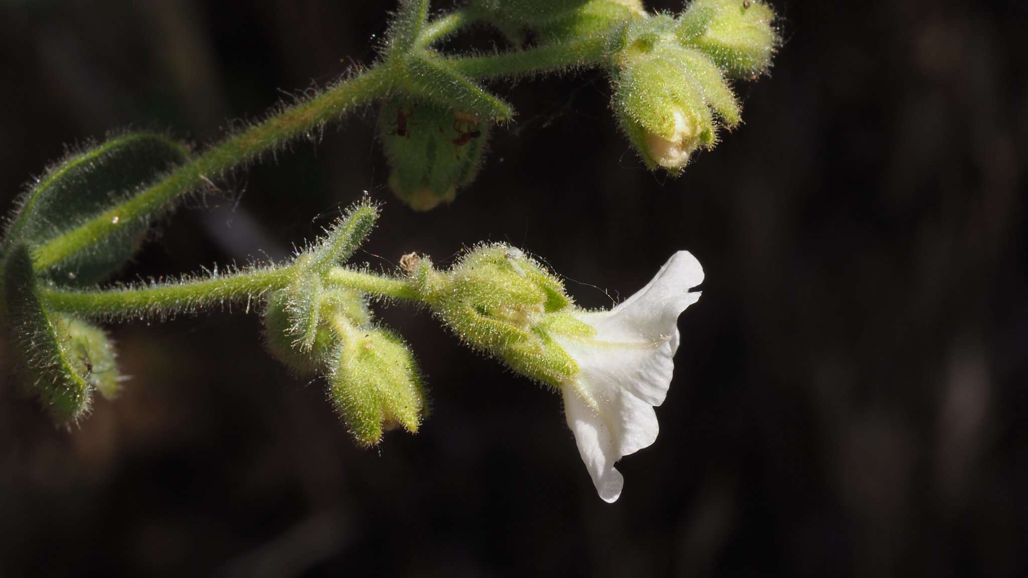 Слика од Mirabilis laevis var. villosa (Kellogg) Spellenberg