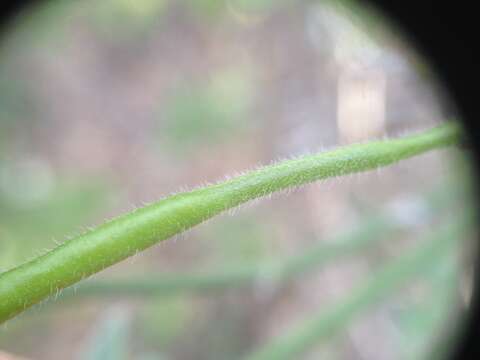 Senna chloroclada (Harms) H. S. Irwin & Barneby resmi