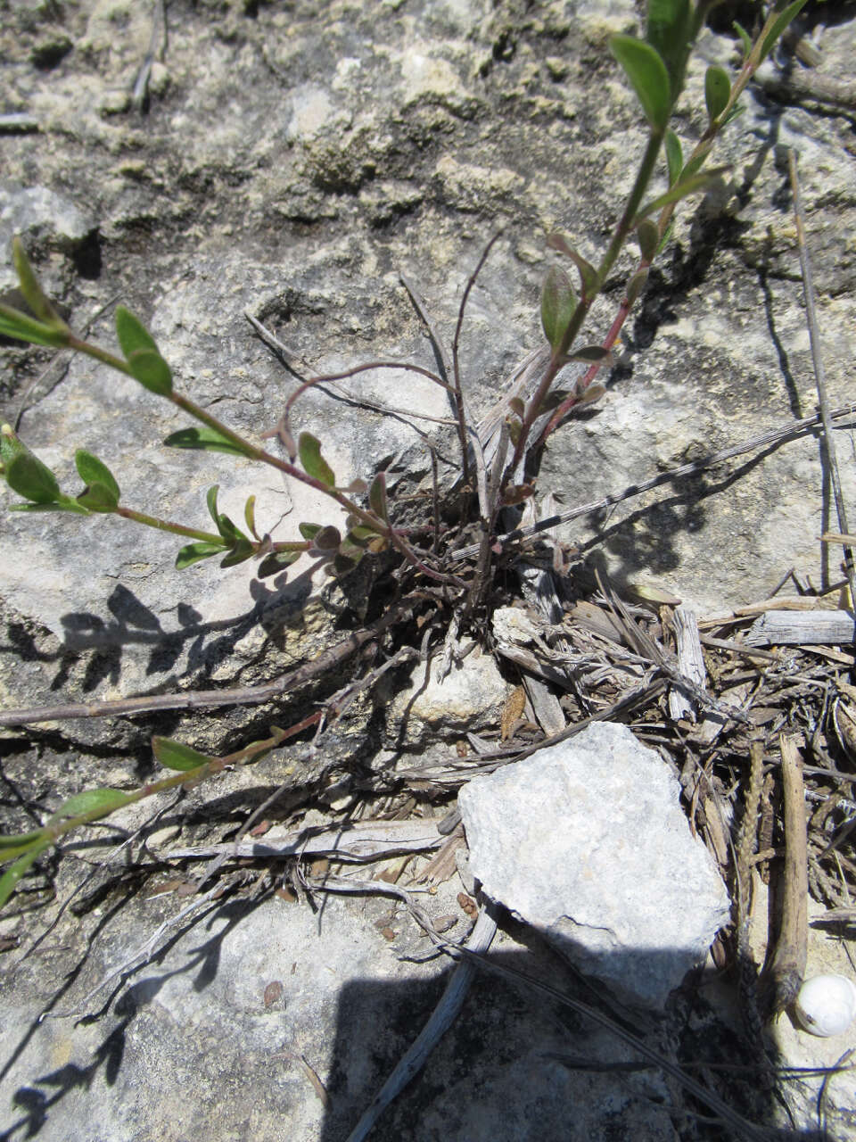 Hedeoma reverchonii (A. Gray) A. Gray resmi