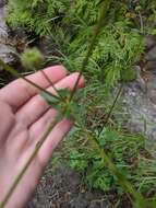 Image of Pacific blacksnakeroot