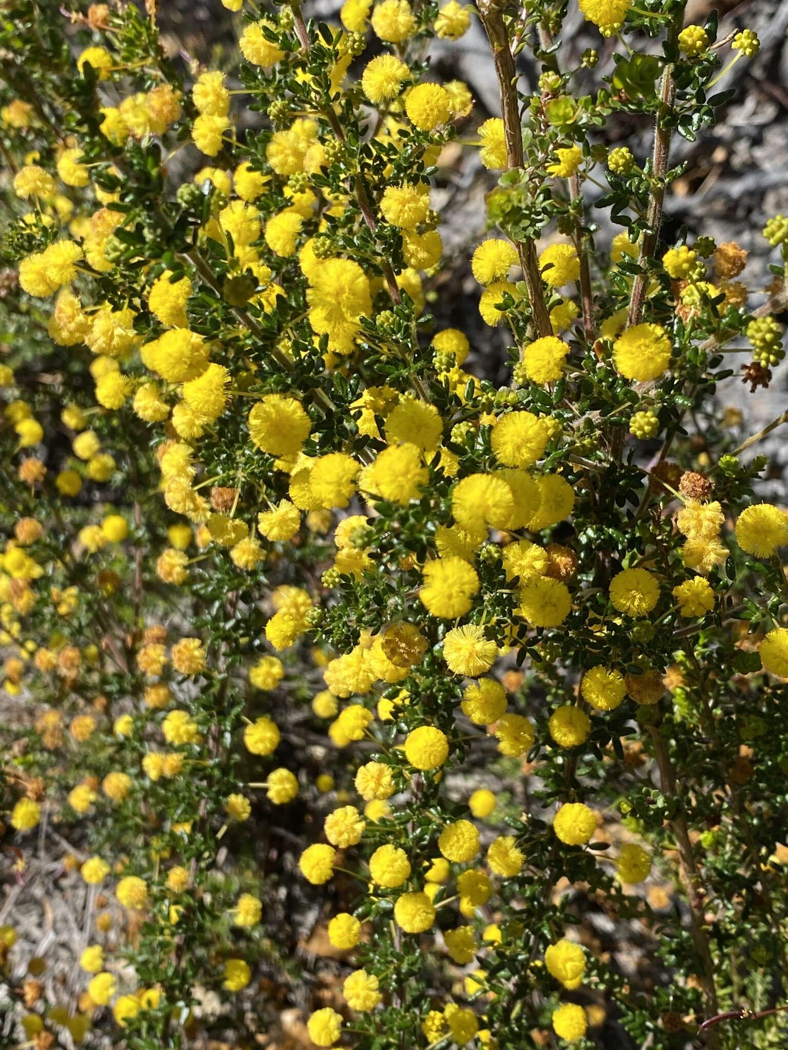 Image of Acacia browniana H. L. Wendl.