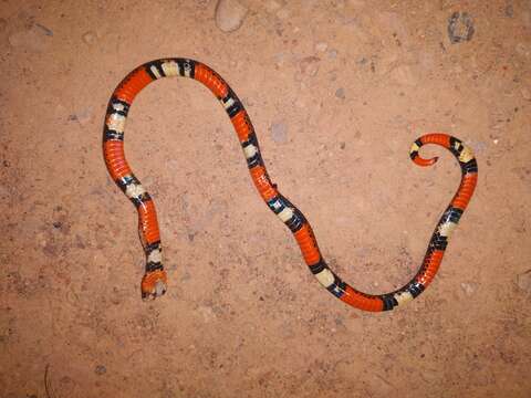 Image of Black Ground Snake