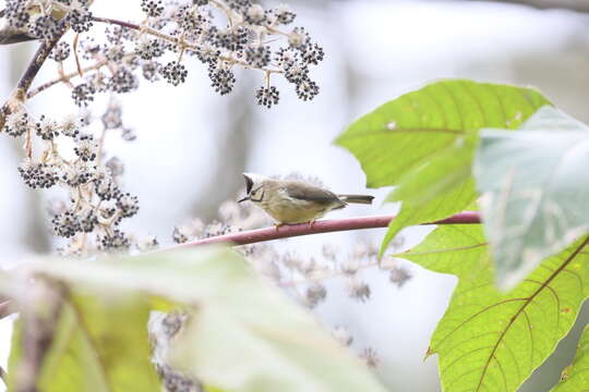 Image of Formosan Yuhina