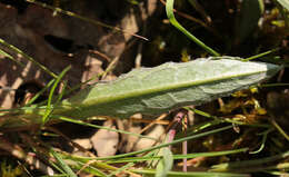 Image of meadow thistle