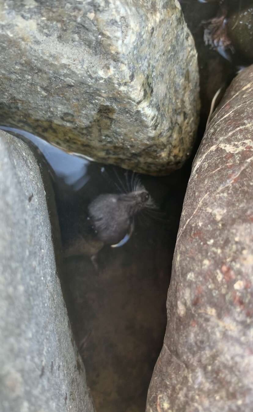 Image of American Water Shrew