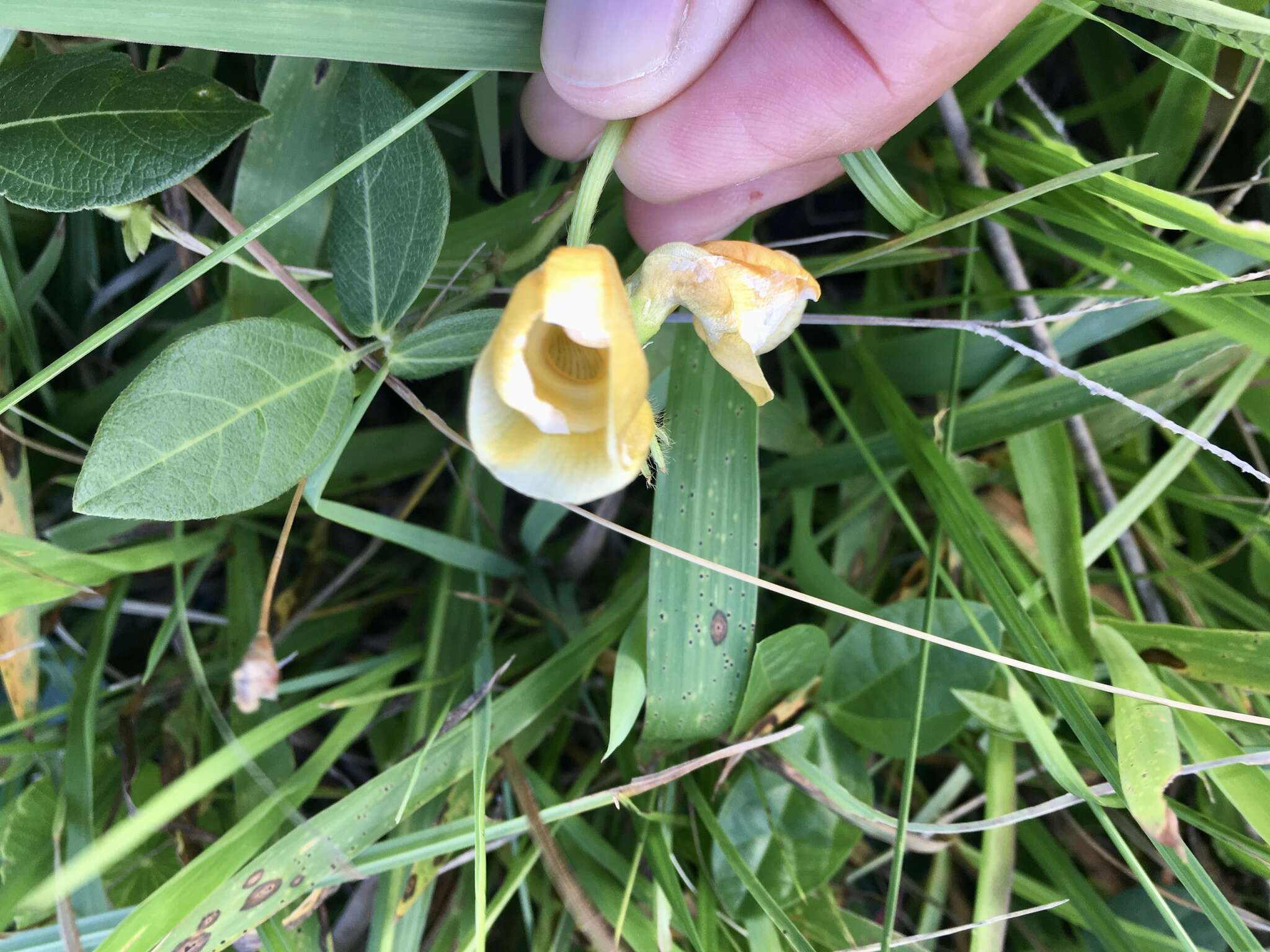 Image of Long-Leaf Cow-Pea