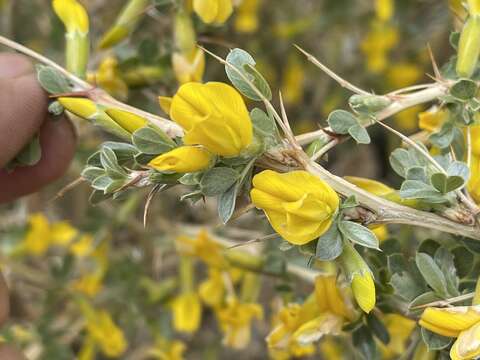 Image of Caragana leucophloea Pojark.