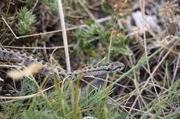 Image of Meadow Viper