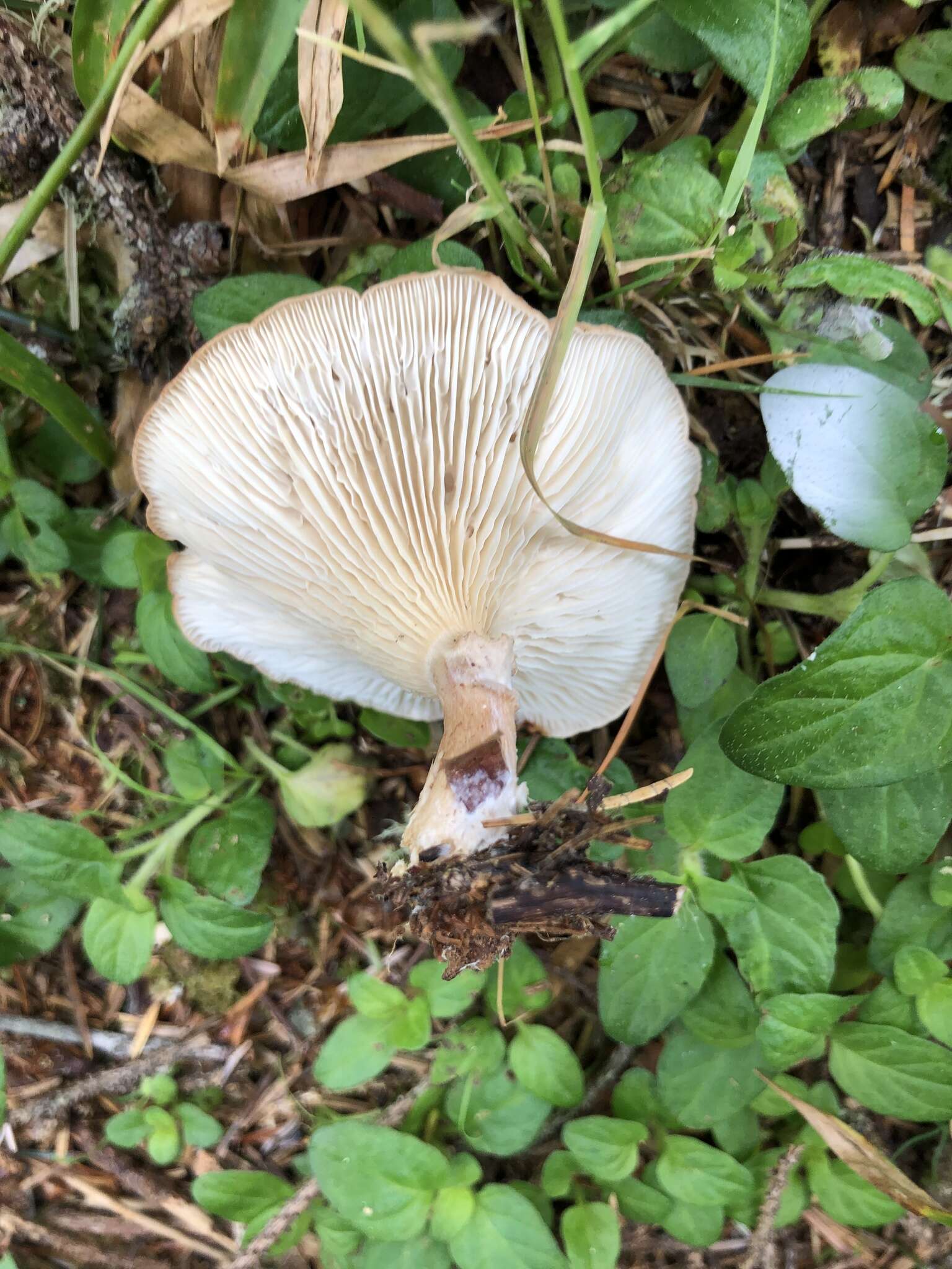 Image of Clitocybe squamulosa (Pers.) P. Kumm. 1871