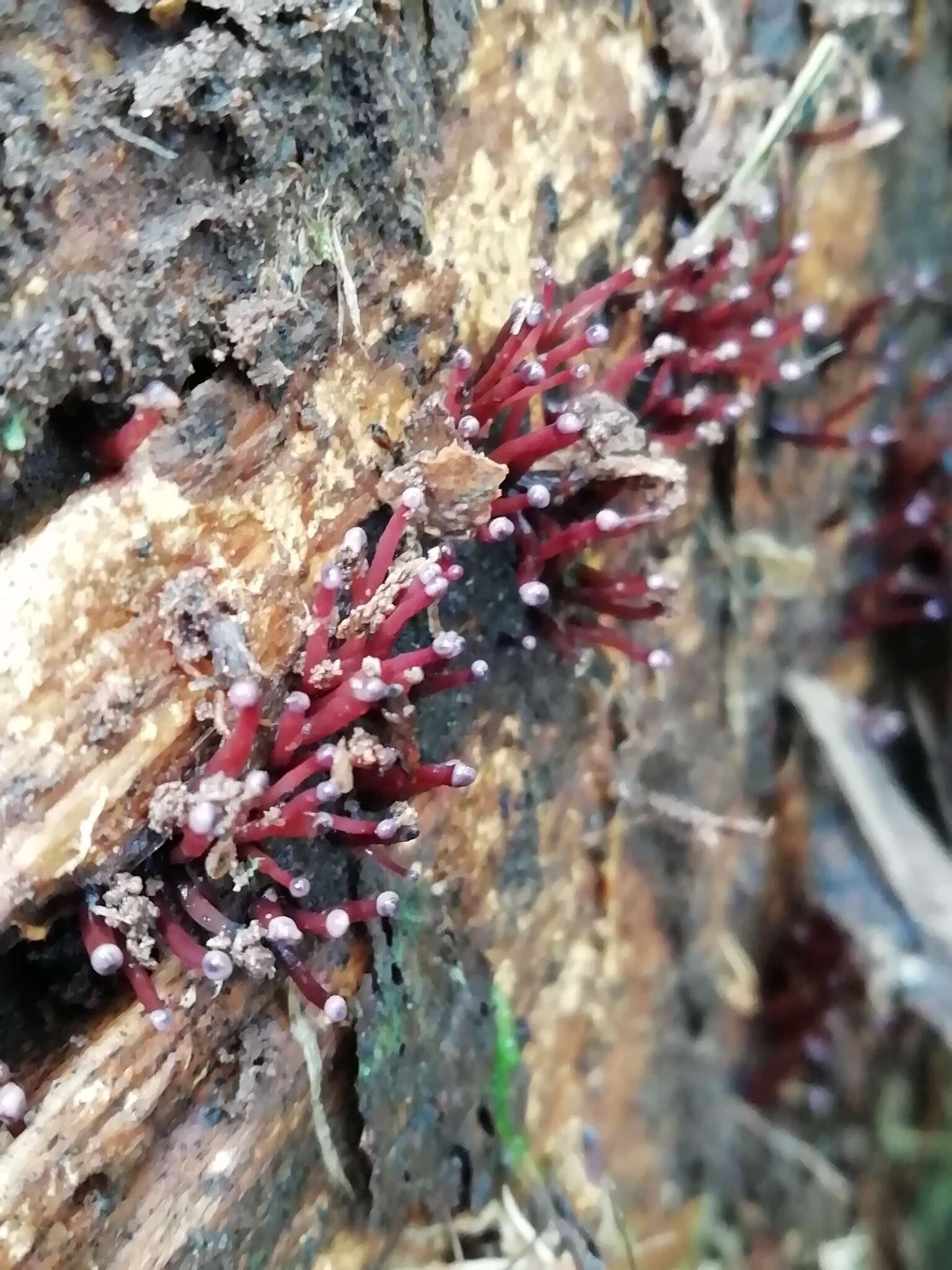 Image of Ascocoryne trichophora (A. L. Sm.) Seifert 2014