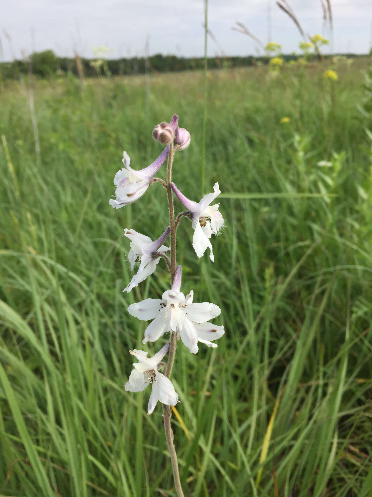 Delphinium carolinianum subsp. virescens (Nutt.) R. E. Brooks的圖片