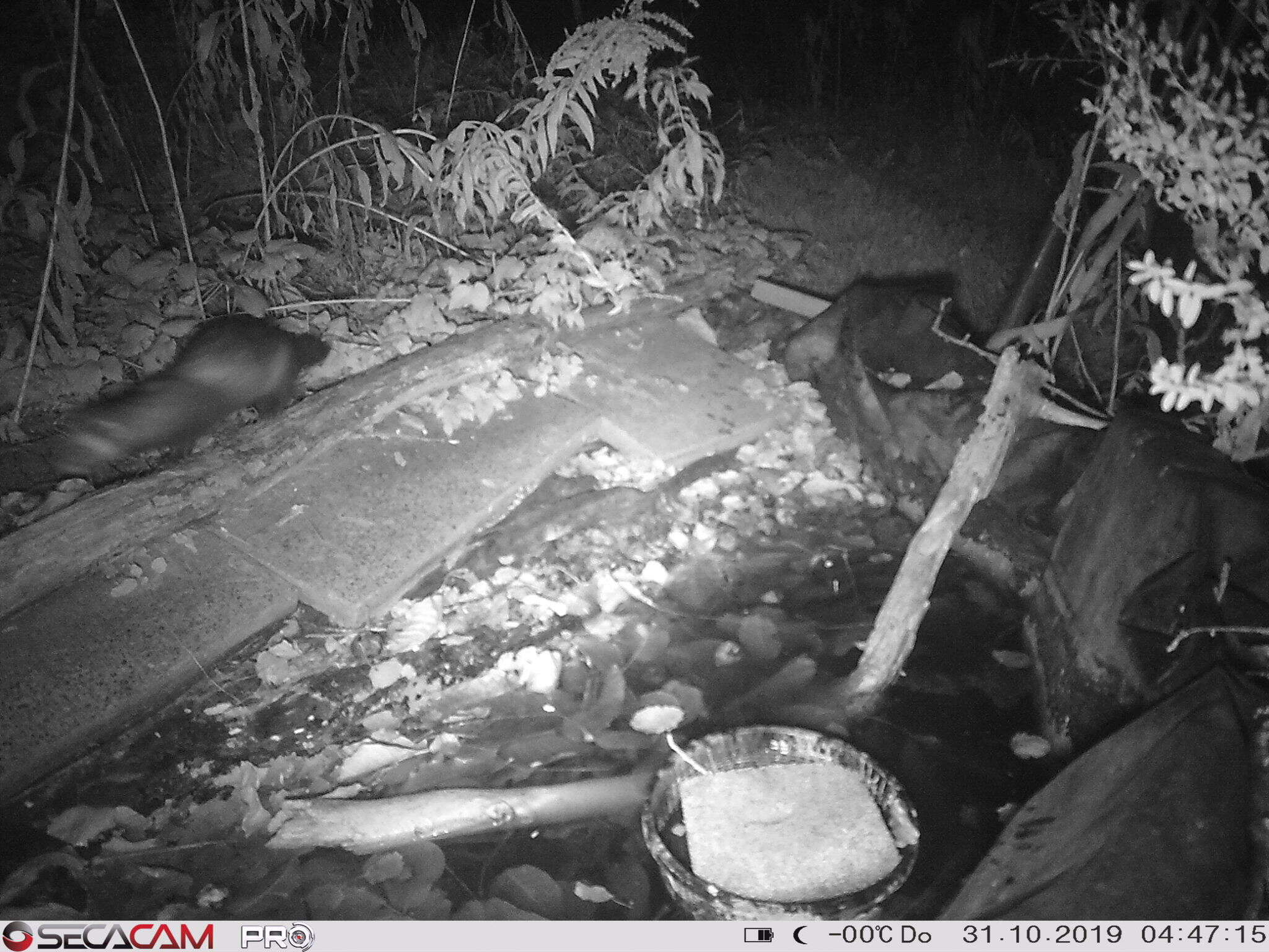 Image of western polecat, polecat