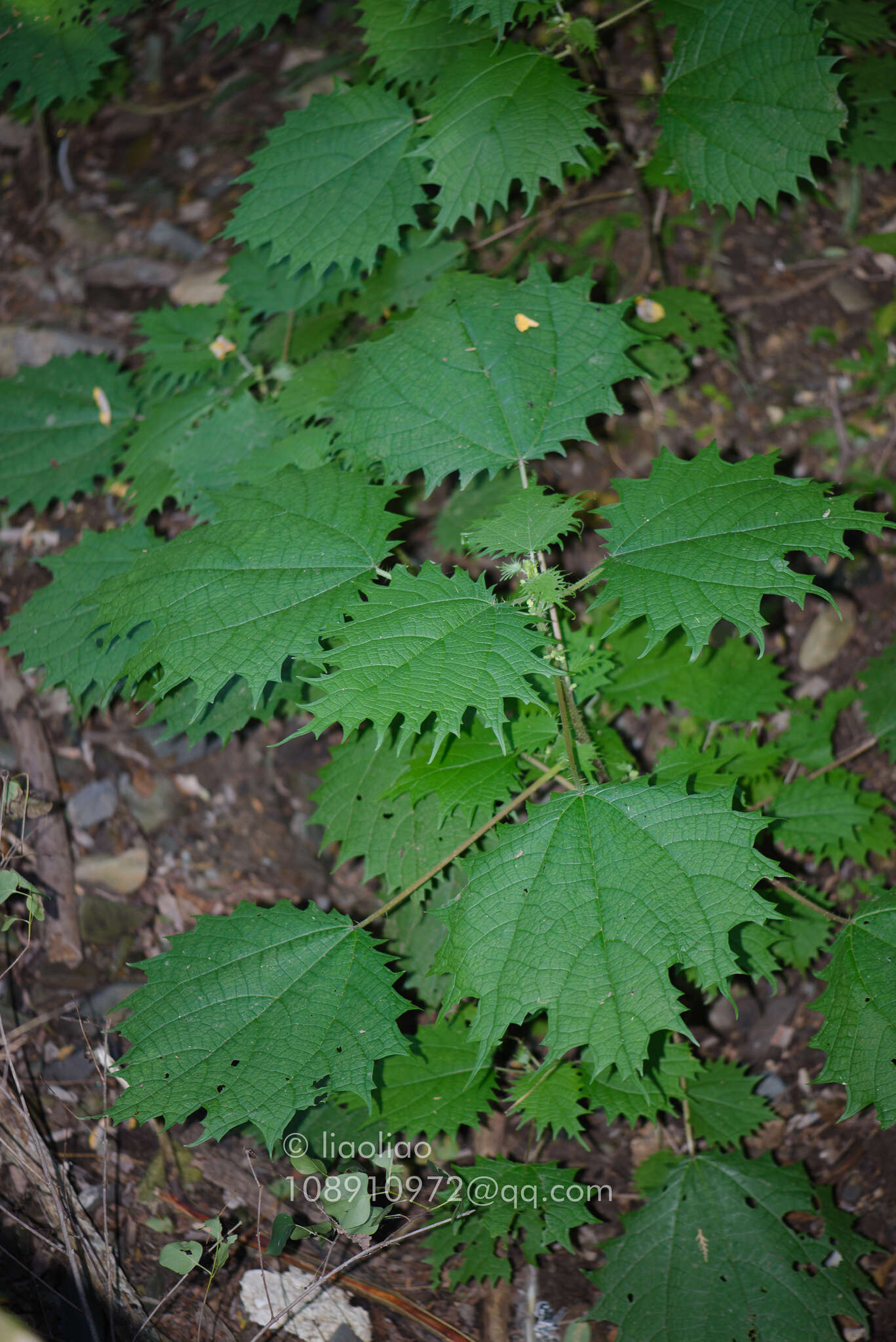 Image of Girardinia diversifolia subsp. suborbiculata (C. J. Chen) C. J. Chen & Friis