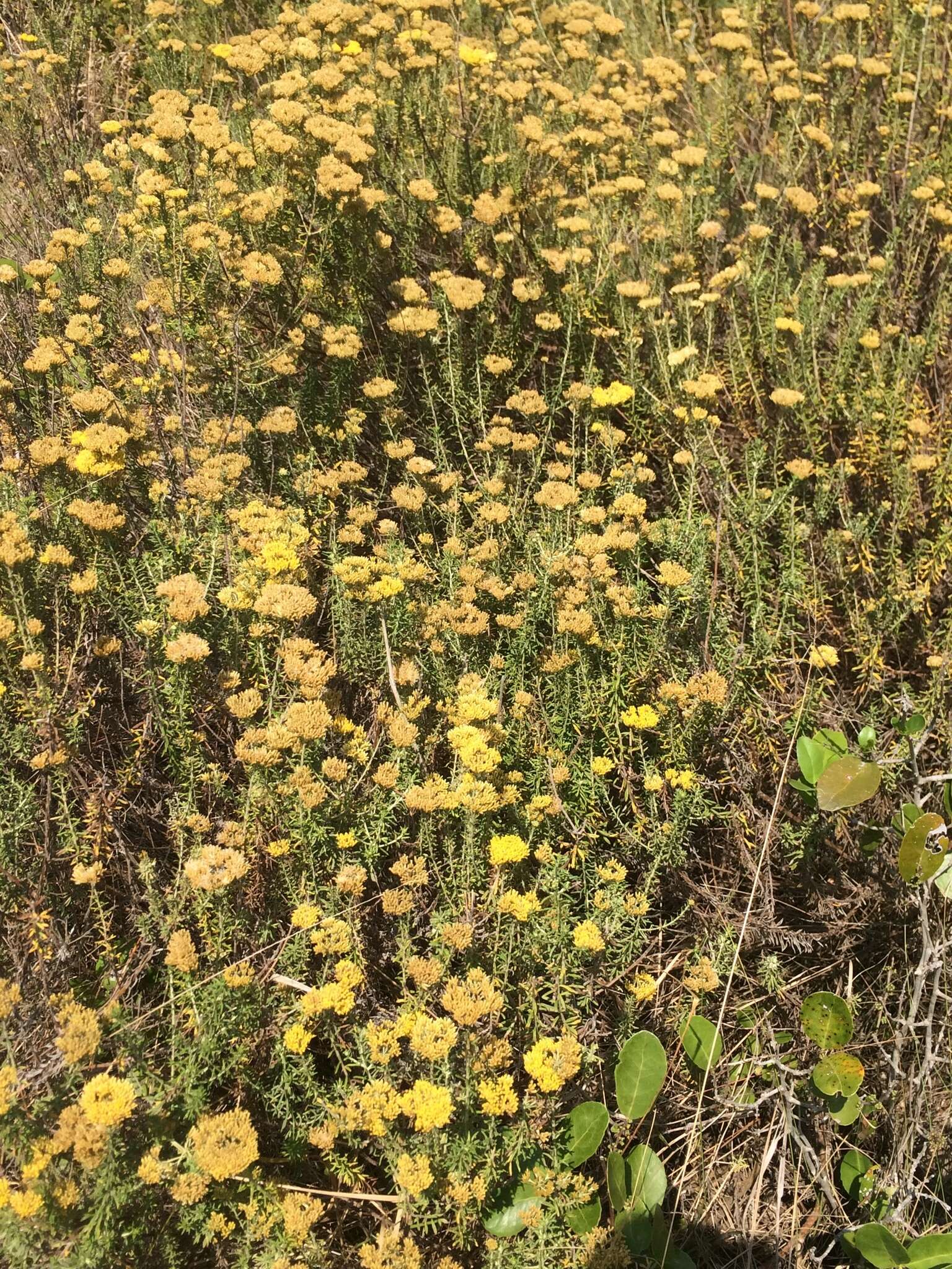 Imagem de Helichrysum kraussii Sch. Bip.