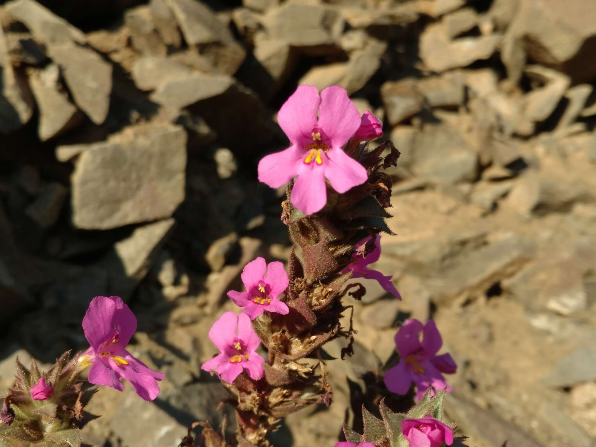 Diplacus cusickioides G. L. Nesom resmi