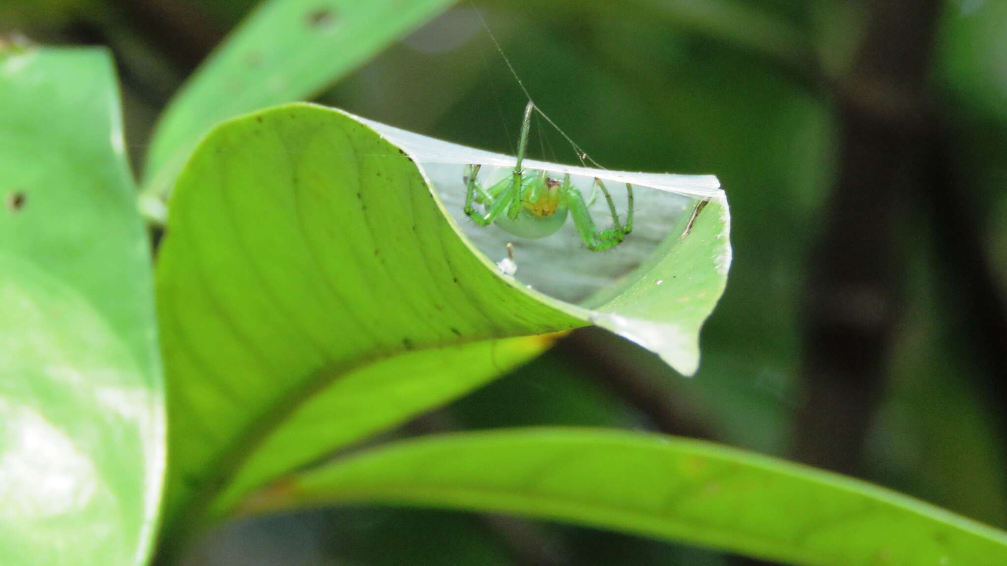 Image of Aoaraneus pentagrammicus