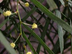 Image of bower wattle