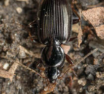 Agonum (Olisares) punctiforme (Say 1823)的圖片