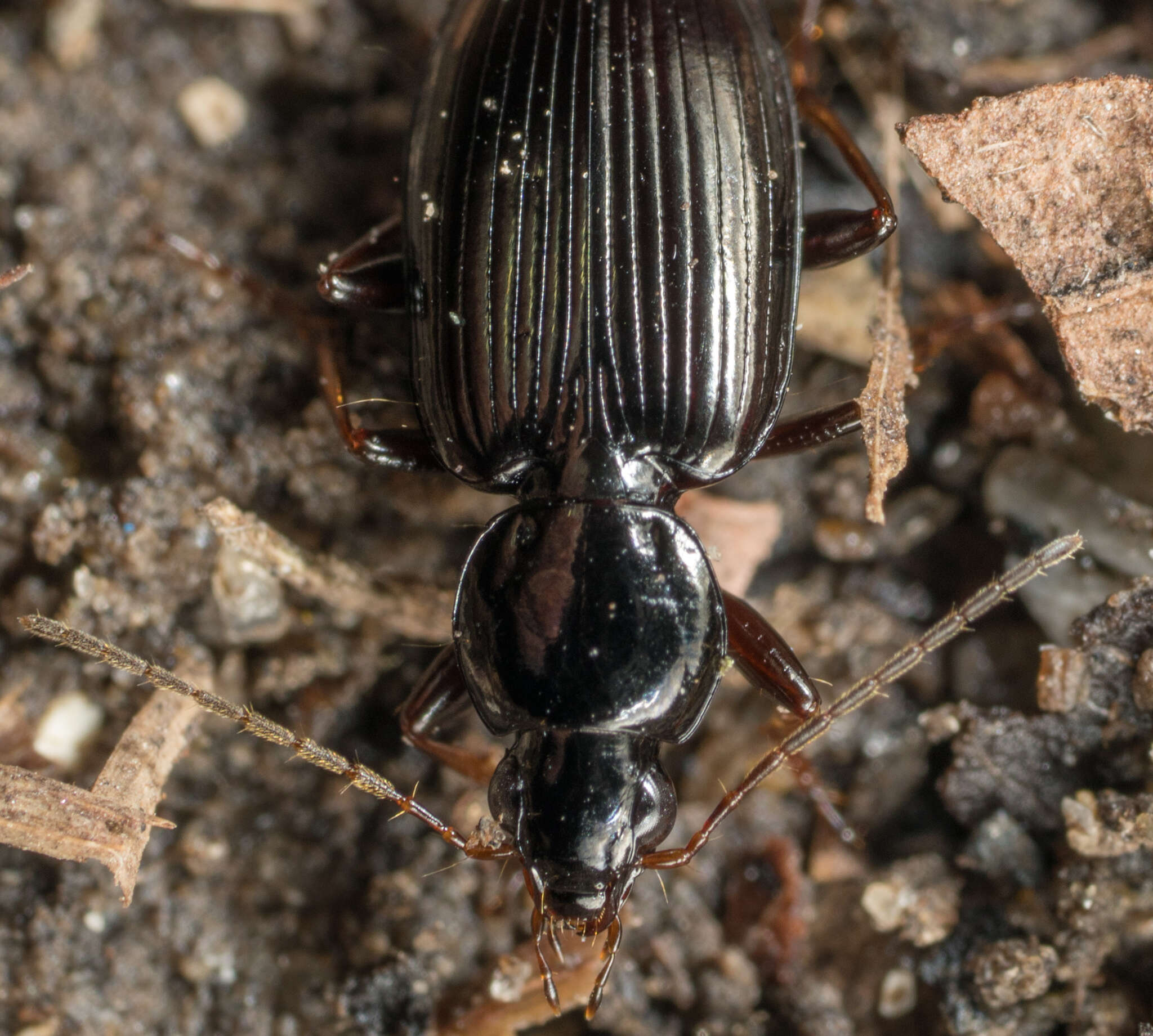 Image of Agonum (Olisares) punctiforme (Say 1823)