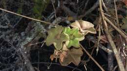 Image of Peltated Geranium