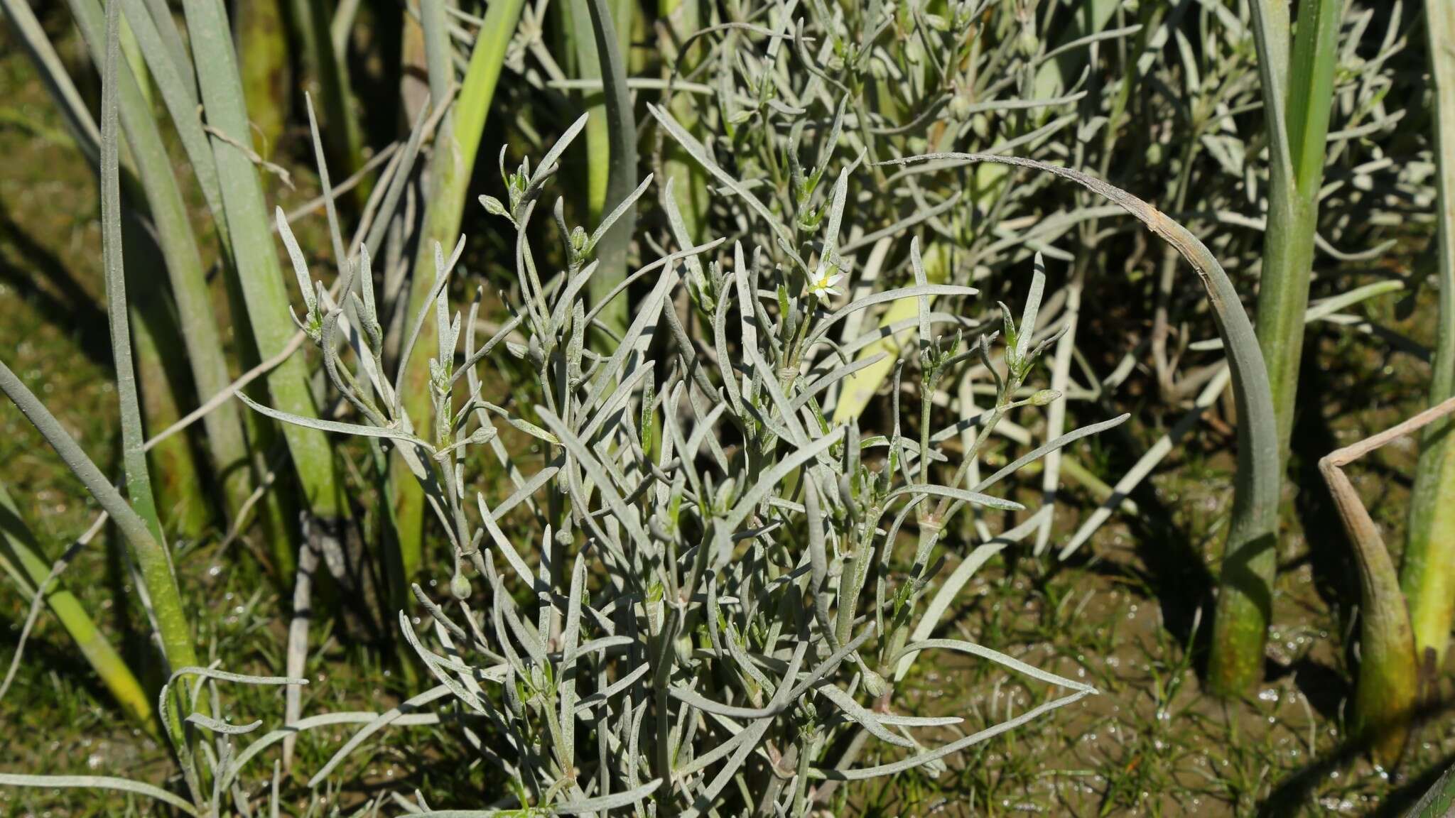 Plancia ëd Spergularia canadensis (Pers.) G. Don