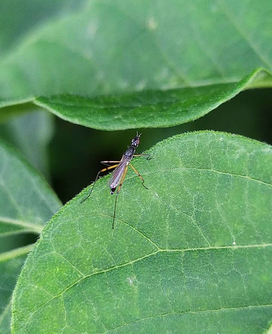 Micropeza corrigiolata (Linnaeus 1767) resmi