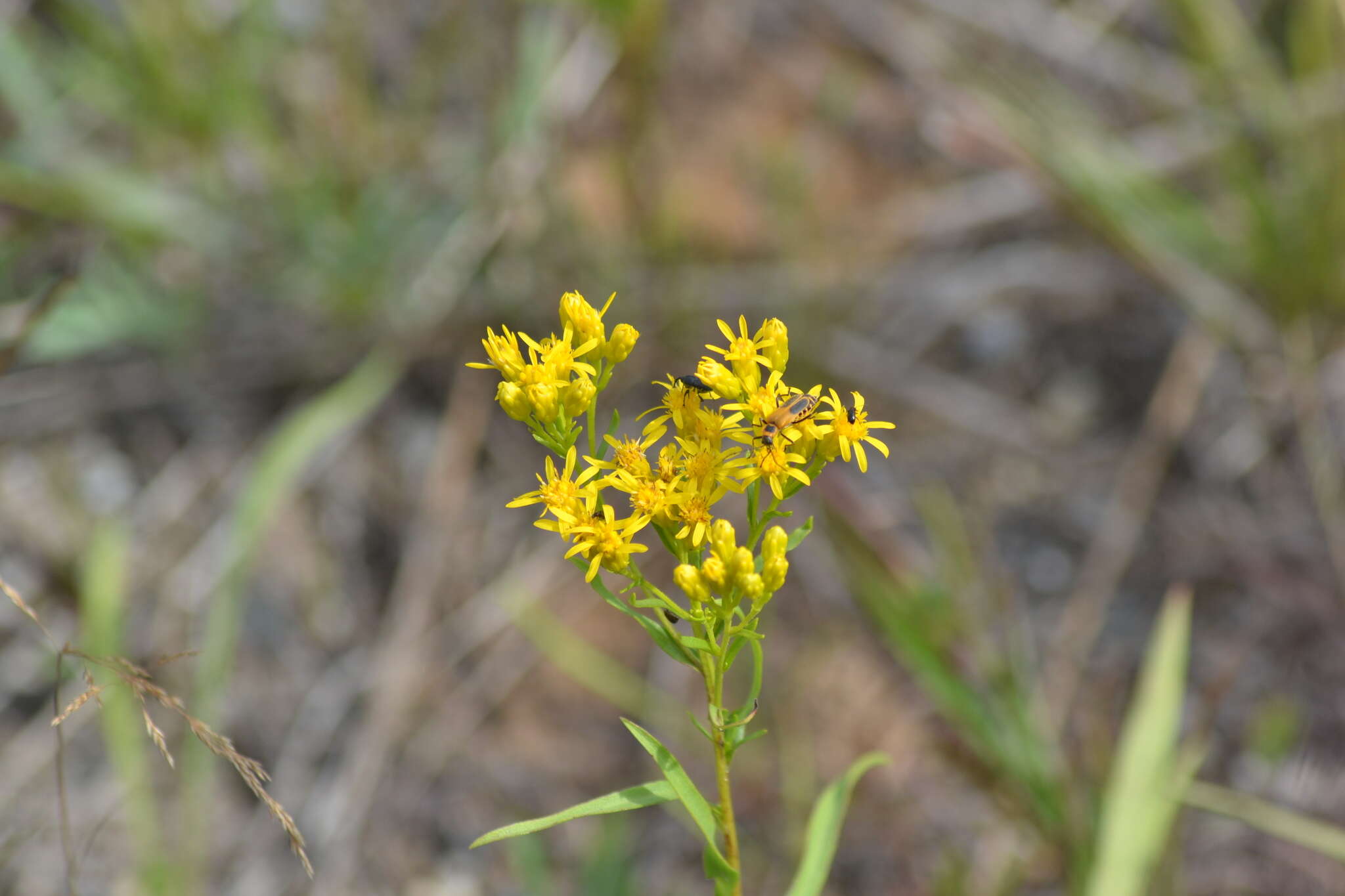 Imagem de Solidago vossii J. S. Pringle & Laureto