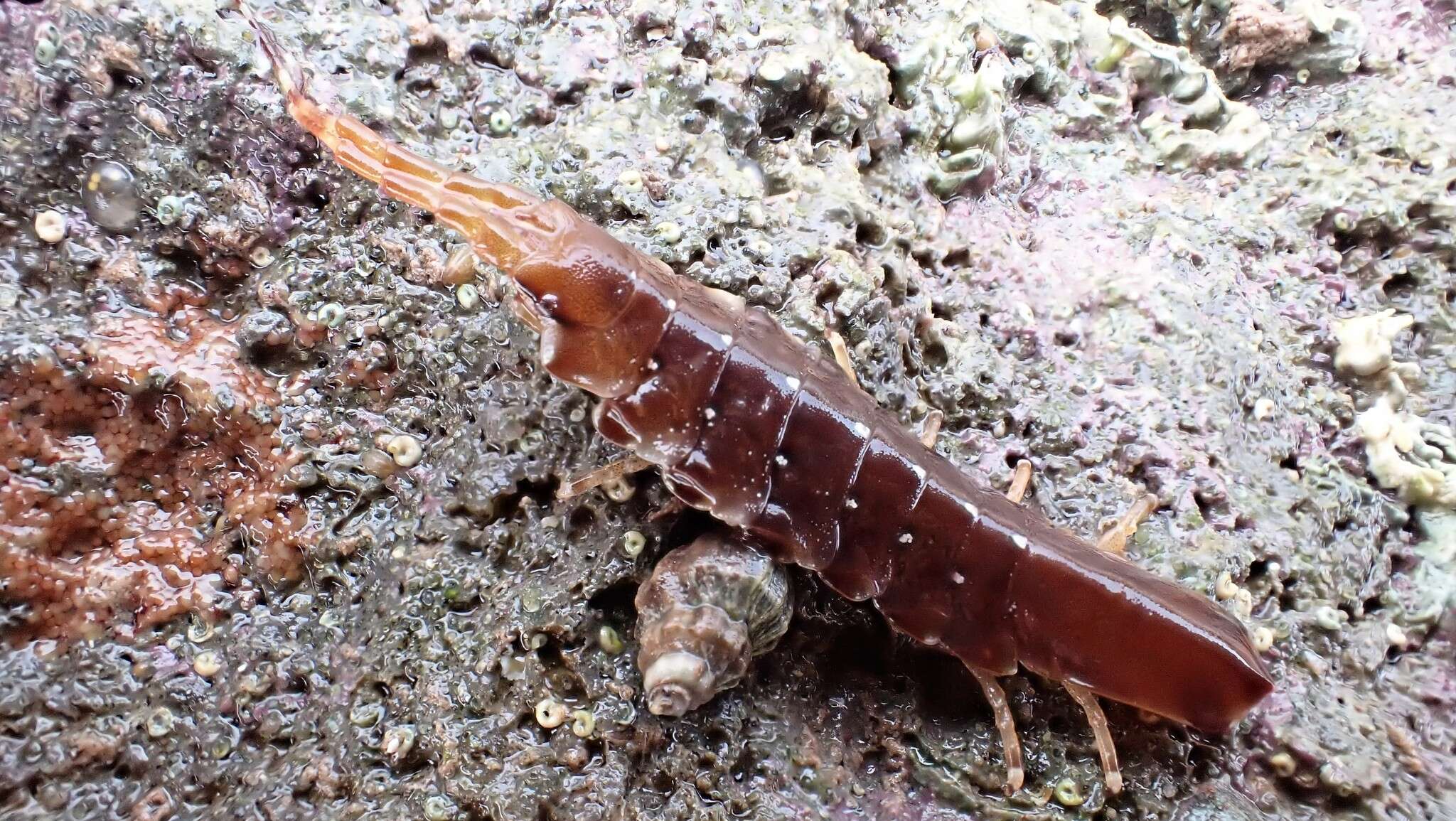 Image of Euidotea peronii (Milne Edwards 1840)