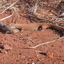 Image of Rusty Desert Monitor