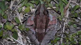 Image of Leptodactylus guianensis Heyer & de Sá 2011