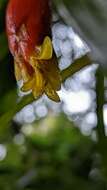 Guzmania nicaraguensis Mez & C. F. Baker的圖片