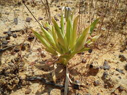 Image of Ferraria uncinata Sweet