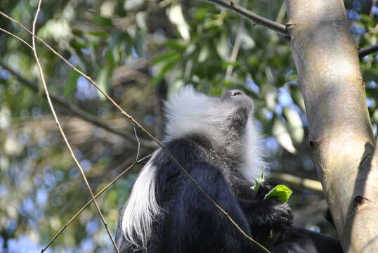 Imagem de Colobus angolensis ruwenzorii Thomas 1901