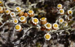 Image de Helichrysum cochleariforme DC.