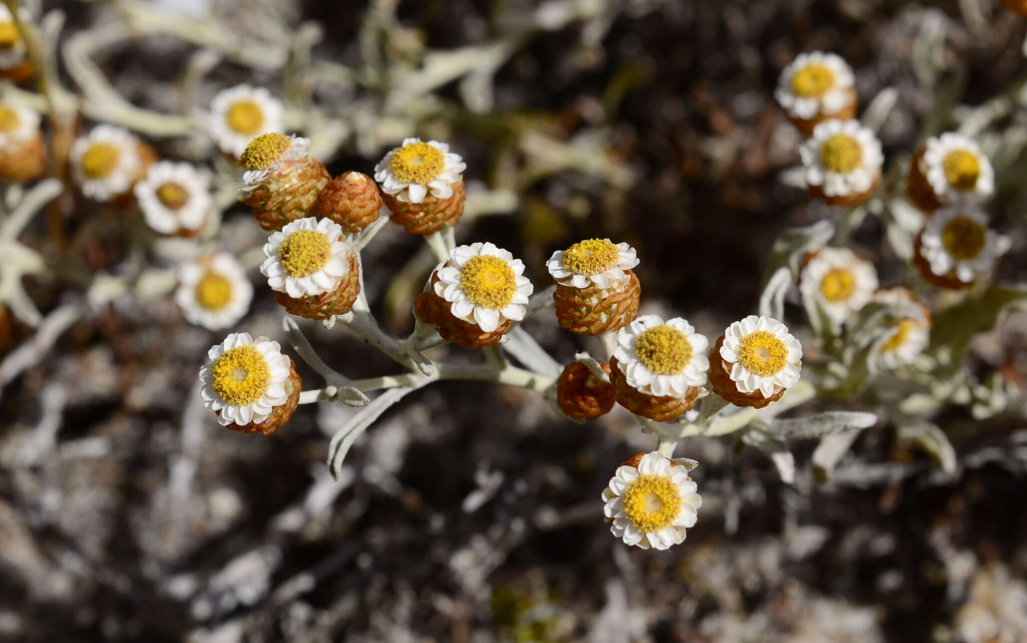 Image of Helichrysum cochleariforme DC.